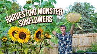 How to Harvest and Dry Sunflower Heads [upl. by Rosene]