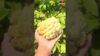 సీతాఫలం సాగు shorts fruitfarming youtubeshorts agriculture farming telugu raithu farmer [upl. by Aruat]