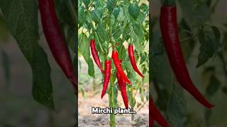 Tips for mirch plant😊✨️🪄shorts ytshort plants Blossomgirl [upl. by Tiphane]