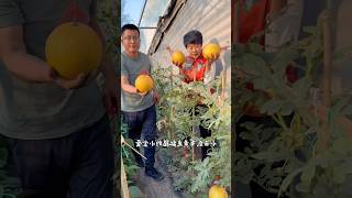 China farming EP 24 farming shortvideo shorts short  Jatt Life [upl. by Browning]