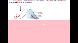 1233 Directional Selection [upl. by Raimund]