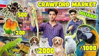 Mumbai Cheapest Pet Market 2023 Exotic Pets in Cheap Price  All Types of Pet Available [upl. by Kedezihclem]