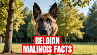 Is a Belgian Malinois Right for You The TRUTH About This Dog  Dog Training  Malinois [upl. by Inaluahek]