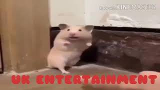 Startled Hamster Funny [upl. by Artie]