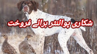 English Pointer Dog Available For Sale In Pakistan  Hunting Dog [upl. by Golter]