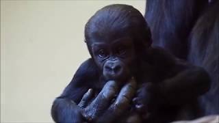 Cute gorillababy Bobóto  Zoo Krefeld filmed 26 April 2019 [upl. by Roselani]