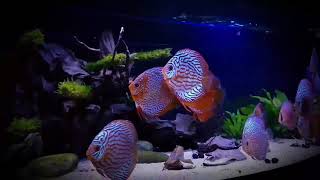 Stendker Discus Tank  Late evening lighting Thanks Reg Wilson [upl. by Hedelman]