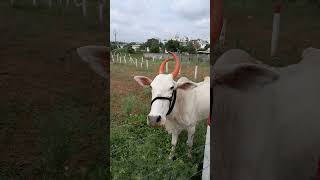 Ox seen in Ranjangaon animal [upl. by Maryjo211]