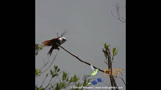 Threewattled Bellbird Display [upl. by Eatton]