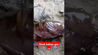 Strek Babon Boloso ges shortvideo like shorts viralvideo subscribe trendingshorts fishing [upl. by Gainor]