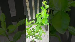 🌿 Aromatic Leaves Kaffir Lime Thai Lime Health Benefits Culinary Use for Flavoring  See Comment [upl. by Mckee41]