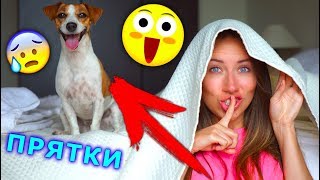 ПРЯТКИ с Собакой в Доме Играем Крит  Elli Di Pets [upl. by Mandych]