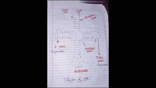 Genetic code and RNA synthesis DNA and RNA Difference Biochemistry [upl. by Taggart14]