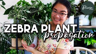 How to Propagate a Zebra Plant Aphelandra Squarrosa [upl. by Rivi]