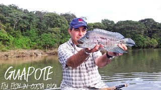 Rainbow Bass Guapote  Fly Fish in Costa Rica 2018 [upl. by Matthaeus]