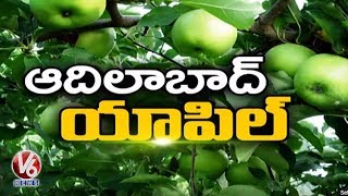 Ground Report On Apple Cultivation In Adilabad  V6 Telugu News [upl. by Aznecniv]