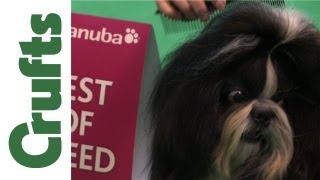 Best of Breed Shih Tzu [upl. by Assej]