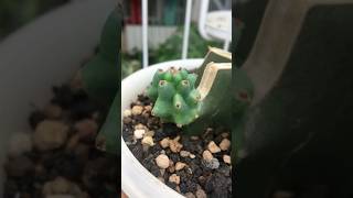 Cereus Peruvian cut’s root start growing after a few weeks dorman cactus cactaceae cereusperuvian [upl. by Garrik]