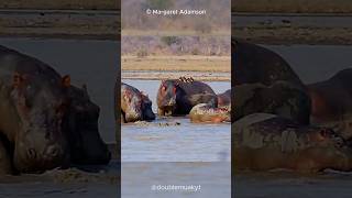 Help for Hippos from Little Birds  Oxpeckers 🐦🦛 [upl. by Rohclem791]