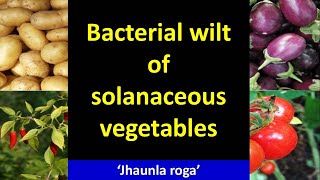 Bacterial Wilt of Solanaceous Vegetables Ralstonia solanacearum [upl. by Lartnom]