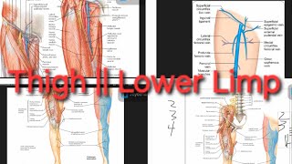 Femoral NerveArteryVein Profunda femoris Artery  Saphenous Nerve  Lower Limp [upl. by Seumas]