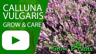 Calluna vulgaris  grow amp care Heather plant [upl. by Aymik961]