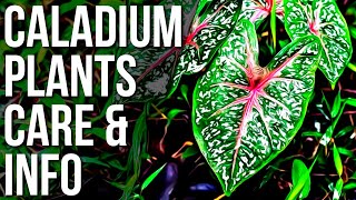 Caladium Plant Info And Care  Caladium Care Tips And Tricks [upl. by Oilut796]