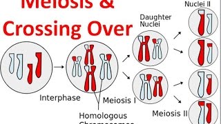 Meiosis amp Crossing Over [upl. by Acireh]