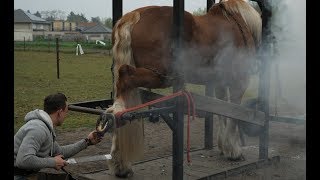 Hot shoeing a draft horse is a tough job Watch the whole technique in detail [upl. by Vil]