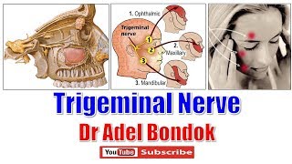 Trigeminal Nerve Ophthalmic Maxillary and Mandibular Nerves Dr Adel Bondok [upl. by Forrest141]