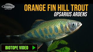 🐠 Orange Fin Hill Trout A Stunning Biotope Video  Opsarius Ardens  Indian Aquarium Fish [upl. by Leoni]