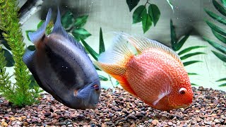 Severum Cichlid Tank Mates GONE Last feeding before rehome [upl. by Saxe]