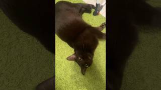 Sis you know that Burmese cats can talk cat burmesecat [upl. by Nelyt]