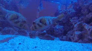 125g Saltwater Tank  Puffer eating Clams [upl. by Parent798]