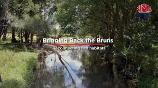 Bringing Back the Bruns [upl. by Decima]