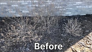 Cutting backpropagating Caryopteris A drought tolerant perennial 💚🌿 [upl. by Ginelle514]