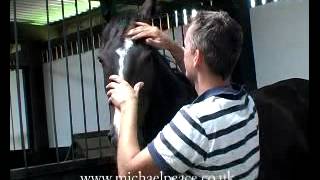 Michael Peace works with a Headshy Horse [upl. by Norat]