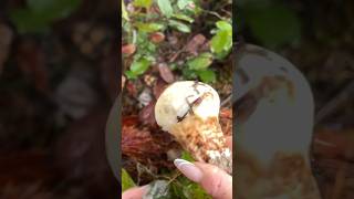 1 Pine mushroom mushrooming matsutake ediblemushrooms adventure adventure foraging [upl. by Ayotan575]