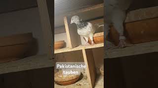 Pakistanische tauben pigeon srilankanbirdsgermanypigeonlandingsrilanka Freitag 08112024🕊🕊🕊🥰🥰 [upl. by Ianej756]