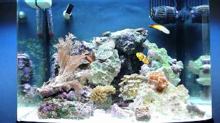 Biocube 14 Reef Update 9411 [upl. by Oicnaneb]