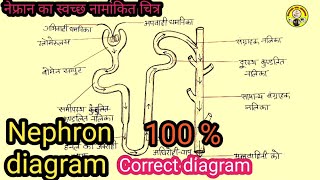 नेफ्रॉन का स्वच्छ नामांकित चित्र आसानी से बनाना सीखें [upl. by Ayikan773]