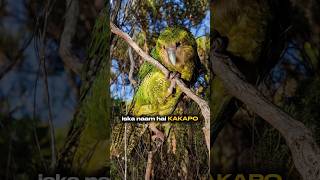 Kakapo parrot facts shorts [upl. by Lyudmila723]