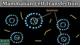 Mammalian Cell Transfection  Transfection Of Mammalian Cells  Transfection In Animal Cells [upl. by Genna]