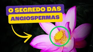 Angiospermas  As Plantas que Dominaram O Mundo [upl. by Ettevey]