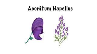 Aconitum Napellus Sketch Notes  Materia Medica  homeopathy homeopathicmedicine materiamedica [upl. by Dahl]