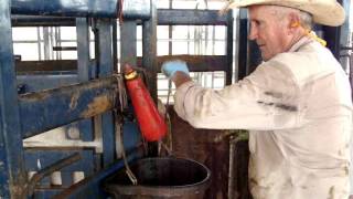 Spaying Heifers [upl. by Naginarb261]