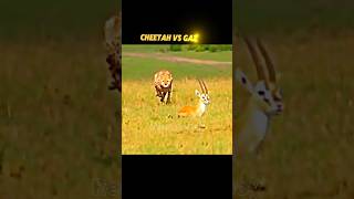 Cheetah vs Gazelle trending shorts shortvideo short youtubeshorts cheetah gazelle wildlife [upl. by Keavy104]