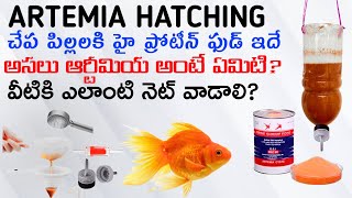 ARTEMIA EGGS HATCHING  FEEDING GOLD FISH FRYS  AK AQUA TELUGU [upl. by River235]