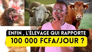 Quel est lÉlevage Le Plus Rentable En Afrique [upl. by Lledra]