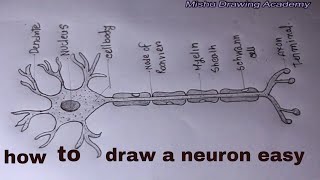 How TO Draw neuron cell easydraw nervous system easy [upl. by Orit114]